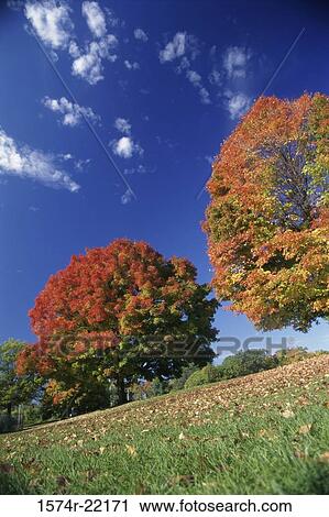 Low angle view of trees on a hill during autumn View Large Photo Image Stock Image - Low angle view of trees on a hill during autumn. Fotosearch