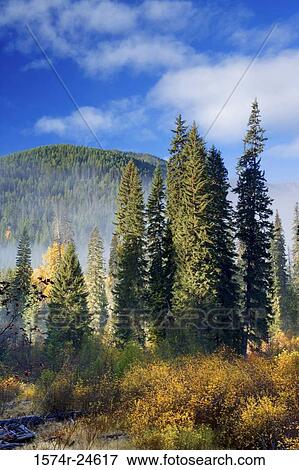 Low angle view of trees on a hill, Chiwawa River Valley, Washington, USA View Large Photo Image Stock Photo - Low angle view of trees on a hill, Chiwawa River Valley, Washington, USA. Fotosearch