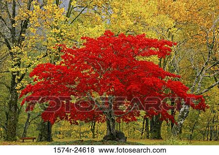 Low angle view of trees on a landscape, Newhalem, Washington, USA View Large Photo Image Stock Photo - Low angle view of trees on a landscape, Newhalem, Washington, USA. Fotosearch