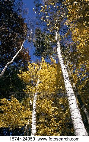 Low angle view of trees View Large Photo Image Stock Image - Low angle view of trees. Fotosearch