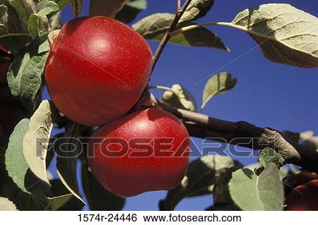 Low angle view of two Akane apples on a tree branch View Large Photo Image Stock Photograph - Low angle view of two Akane apples on a tree branch. Fotosearch