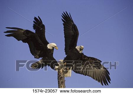 Low angle view of two Bald Eagles jostling on a wooden post View Large Photo Image Stock Photo - Low angle view of two Bald Eagles jostling on a wooden post. Fotosearch