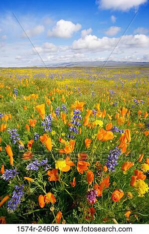 Lupines and poppies on a landscape, Carrizo Plain National Monument, California, USA View Large Photo Image Stock Photograph - Lupines and poppies on a landscape, Carrizo Plain National Monument, California, USA. Fotosearch