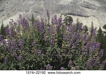 Lupines at Yosemite National Park, California, USA View Large Photo Image Stock Image - Lupines at Yosemite National Park, California, USA. Fotosearch