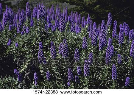 Lupines in a field View Large Photo Image Stock Photo - Lupines in a field. Fotosearch