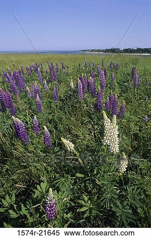 Lupines in a field View Large Photo Image Stock Photography - Lupines in a field. Fotosearch