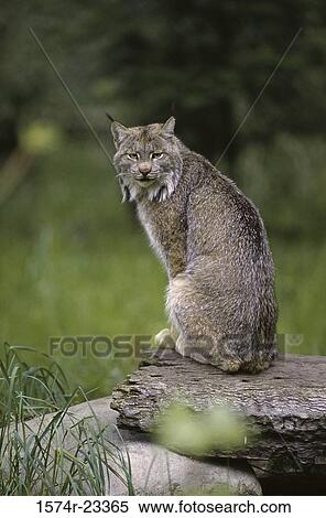 Lynx sitting on a rock View Large Photo Image Stock Photography - Lynx sitting on a rock. Fotosearch