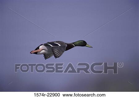 Male Mallard flying View Large Photo Image Stock Image - Male Mallard flying. Fotosearch