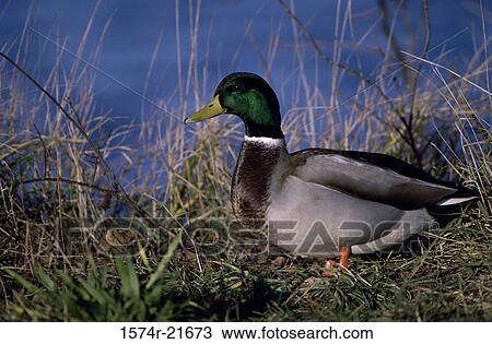 Male Mallard standing on grass View Large Photo Image Stock Image - Male Mallard standing on grass. Fotosearch
