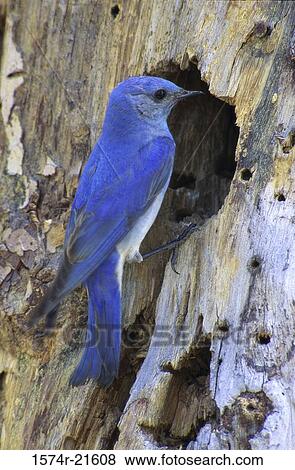 Male Mountain Bluebird on a tree cavity View Large Photo Image Stock Photo - Male Mountain Bluebird on a tree cavity. Fotosearch