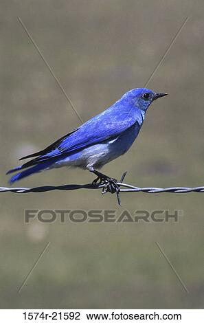 Male Mountain Bluebird on barbed wire View Large Photo Image Stock Image - Male Mountain Bluebird on barbed wire. Fotosearch
