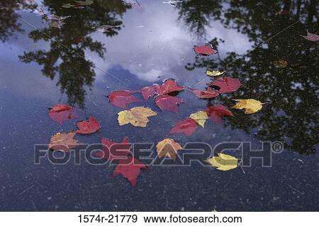 Maple leaves floating on water View Large Photo Image Stock Photo - Maple leaves floating on water. Fotosearch