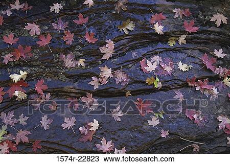 Stock Image - Maple leaves floating on water, Zion National Park, Utah, USA. Fotosearch