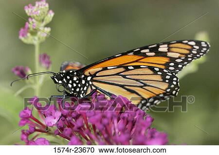 Monarch Butterlfy View Large Photo Image Stock Image - Monarch Butterlfy. Fotosearch