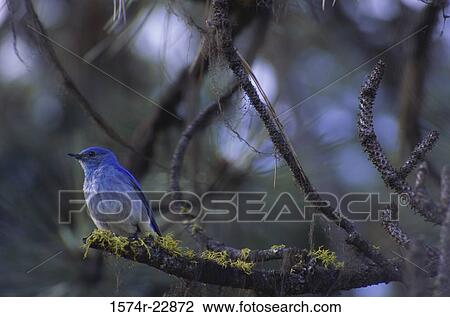 Mountain Bluebird on a tree View Large Photo Image Stock Image - Mountain Bluebird on a tree. Fotosearch