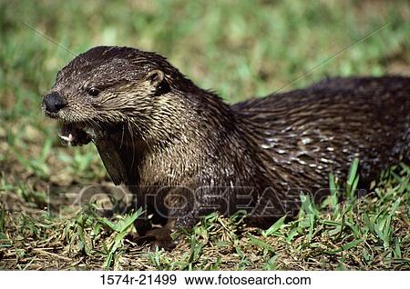 North American river otter in a field View Large Photo Image Stock Photo - North American river otter in a field. Fotosearch