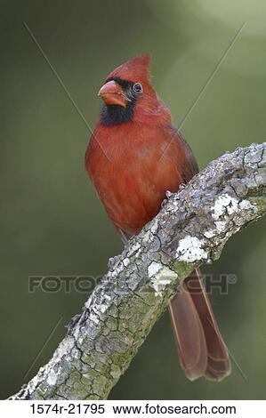 Northern Cardinal on a branch View Large Photo Image Stock Photography - Northern Cardinal on a branch. Fotosearch