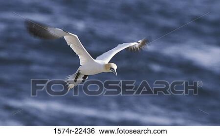 Northern Gannet flying View Large Photo Image Stock Photograph - Northern Gannet flying. Fotosearch