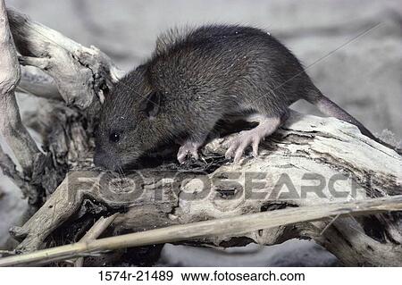 Stock Photo - Norway Rat on a tree branch. Fotosearch