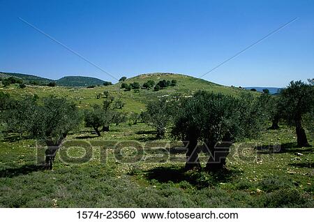Stock Image - Olive grove in a field, Galillee, Israel. Fotosearch