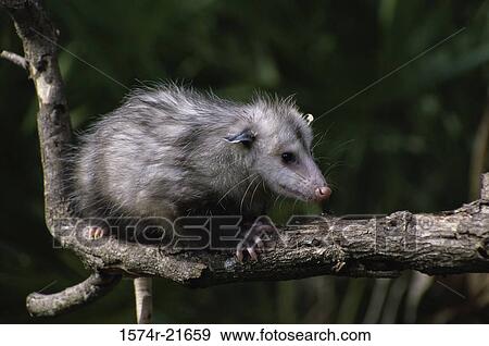 Opossum on a tree branch View Large Photo Image Stock Photo - Opossum on a tree branch. Fotosearch
