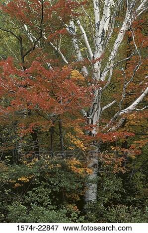 Stock Photo - Orange and red leaves of a tree in autumn. Fotosearch