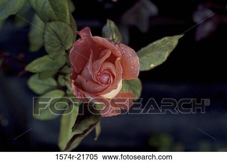 Stock Photography - Orange Parfait Rose. Fotosearch