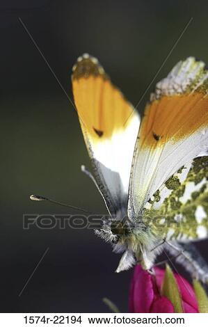 Picture - Orange-tip butterfly on a flower. Fotosearch