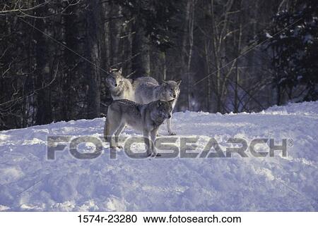 Pack of wolves in the snow View Large Photo Image Stock Image - Pack of wolves in the snow. Fotosearch