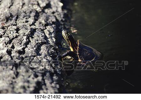 Painted Turtle View Large Photo Image Stock Image - Painted Turtle. Fotosearch