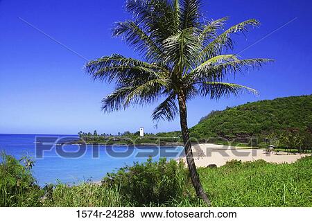 Palm tree on the beach, Waimea Bay, Oahu, Hawaii, USA View Large Photo Image Stock Photo - Palm tree on the beach, Waimea Bay, Oahu, Hawaii, USA. Fotosearch