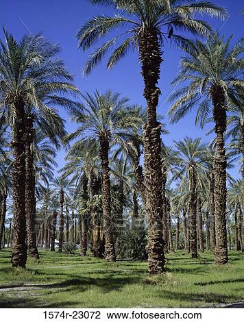 Palm trees on a field, Furnace Creek, Death Valley National Park, California, USA View Large Photo Image Stock Image - Palm trees on a field, Furnace Creek, Death Valley National Park, California, USA. Fotosearch