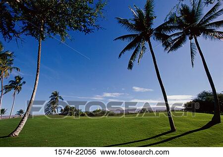 Palm trees on a golf course, Mauna Kea Golf Course, Hawaii, USA View Large Photo Image Stock Photograph - Palm trees on a golf course, Mauna Kea Golf Course, Hawaii, USA. Fotosearch