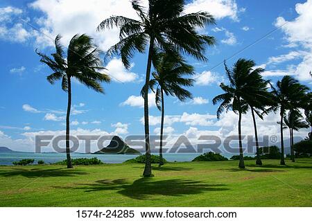 Palm trees on a landscape, Chinaman's Hat, Kualoa Regional Park, Oahu, Hawaii, USA View Large Photo Image Stock Photography - Palm trees on a landscape, Chinaman's Hat, Kualoa Regional Park, Oahu, Hawaii, USA. Fotosearch