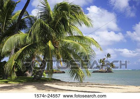 Palm trees on the beach, Oahu, Hawaii, USA View Large Photo Image Stock Photo - Palm trees on the beach, Oahu, Hawaii, USA. Fotosearch