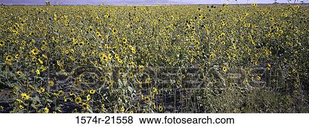 Panoramic view of a field of sunflowers View Large Photo Image Stock Photo - Panoramic view of a field of sunflowers. Fotosearch