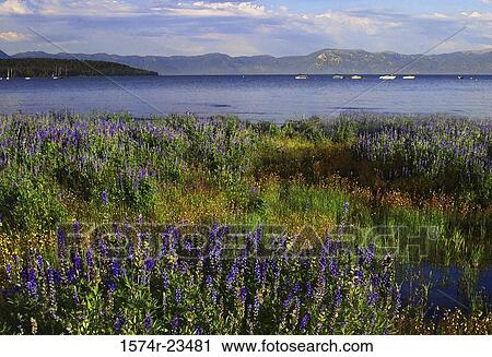 Panoramic view of mountains, Lake Tahoe, California, USA View Large Photo Image Stock Image - Panoramic view of mountains, Lake Tahoe, California, USA. Fotosearch