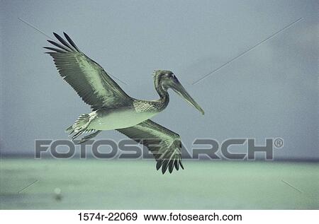 Pelican flying View Large Photo Image Stock Photo - Pelican flying. Fotosearch