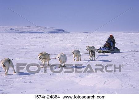 Picture - Person riding a sled pulled by huskies, Cambridge Bay, Nunavut, Canada. Fotosearch