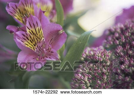 Peruvian lily (Alstromeria), Sedum View Large Photo Image Stock Image - Peruvian lily (Alstromeria), Sedum. Fotosearch