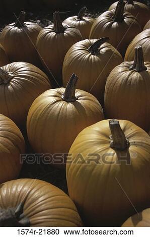 Pile of pumpkins View Large Photo Image Stock Image - Pile of pumpkins. Fotosearch