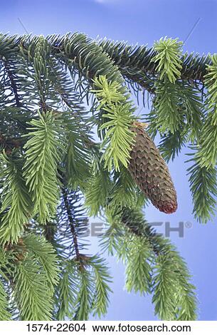 Pinecone on a spruce tree View Large Photo Image Picture - Pinecone on a spruce tree. Fotosearch