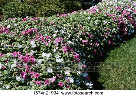 Pink and white Impatiens View Large Photo Image Picture - Pink and white Impatiens. Fotosearch