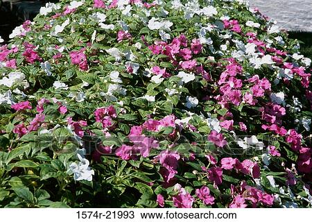 Pink and white Impatiens View Large Photo Image Stock Image - Pink and white Impatiens. Fotosearch