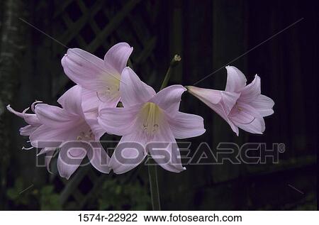 Pink lilies View Large Photo Image Stock Image - Pink lilies. Fotosearch