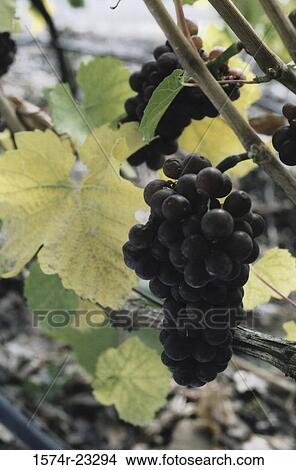 Pinot Noir Grapes View Large Photo Image Picture - Pinot Noir Grapes. Fotosearch