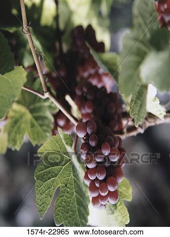 Pinot Noir Grapes View Large Photo Image Stock Photography - Pinot Noir Grapes. Fotosearch