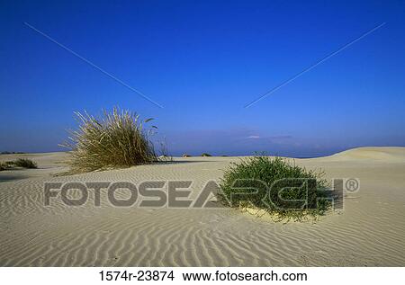 Plants in a desert, Alexander River National Park, Israel View Large Photo Image Picture - Plants in a desert, Alexander River National Park, Israel. Fotosearch