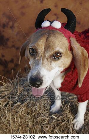 Stock Image - Portrait of a beagle wearing a devil costume. Fotosearch