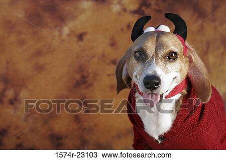Stock Image - Portrait of a beagle wearing a devil costume. Fotosearch